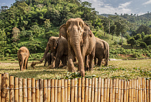 Фотообои слон Divino Decor Фотопанно 4-х полосные P-097